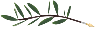 An Olive Leaf