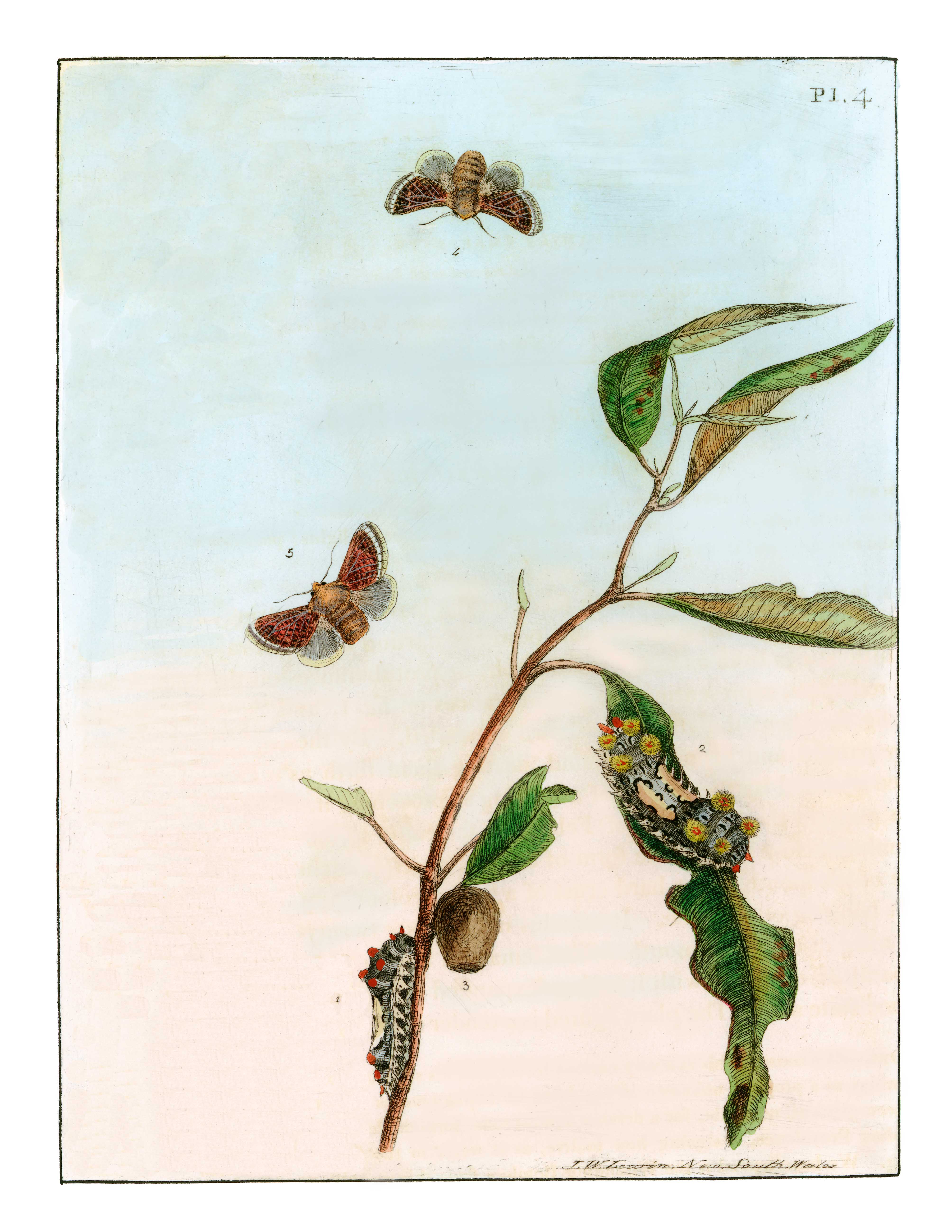 Lewin's lepidoptera